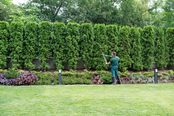 Best Tree Cutting Near Me  in Princeton, MN